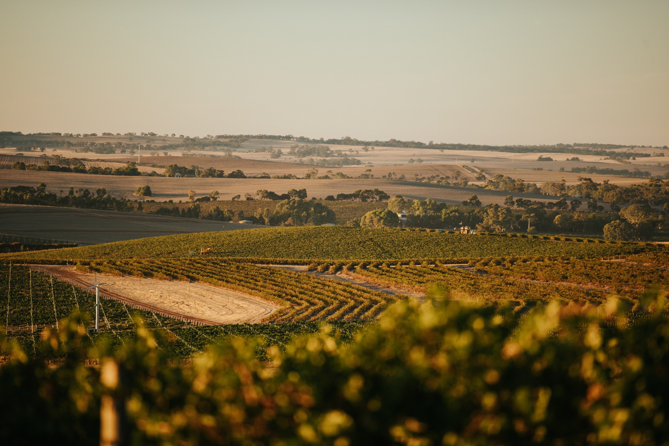 Taylors vineyard aerial shot